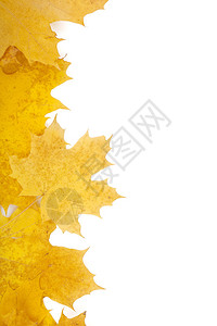 秋天的黄叶特写框架图片