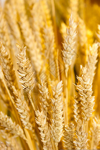 金小麦的背景图片