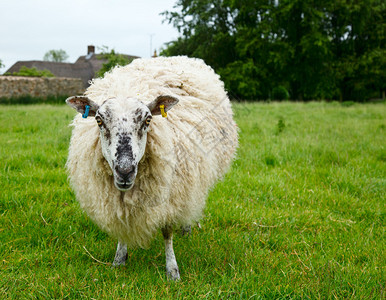 在英国牧场放牧的绵羊图片