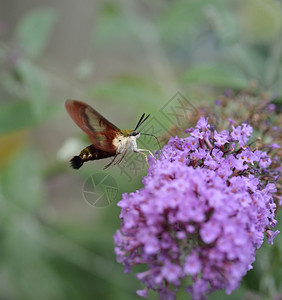 普通的清风SphinxMoth或Hummingbir背景图片