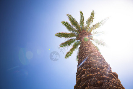 美丽的棕榈树与阳光明图片