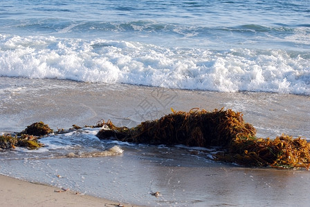棕海藻在加利福尼亚州拉古图片