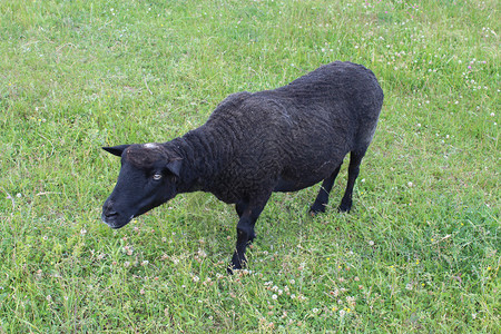 黑羊在草地上吃草的形象图片