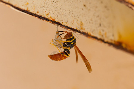 杰克西班牙黄蜂建造一个小图片