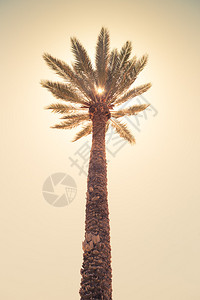 棕榈树与阳光晴阳的天空对图片