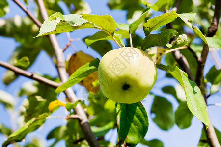 夏天果园里成熟的青苹果图片