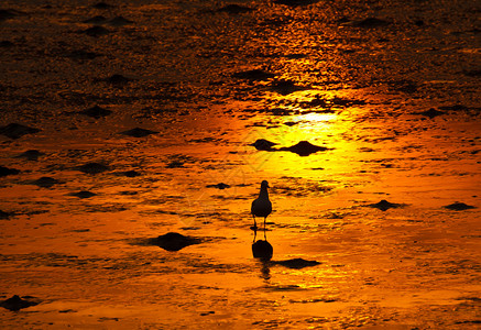 金色海岸线上的海鸥图片