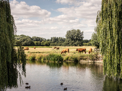 英国利穆辛人牛群在英格兰苏福克镇的图片