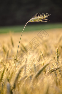 夏季单一小麦田位于成图片