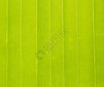 热带绿叶纹理图片