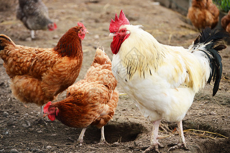 传统自由放养家禽养殖中的公鸡图片