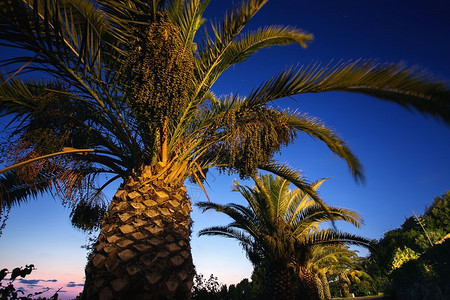 在背景晚上天空的棕榈树图片
