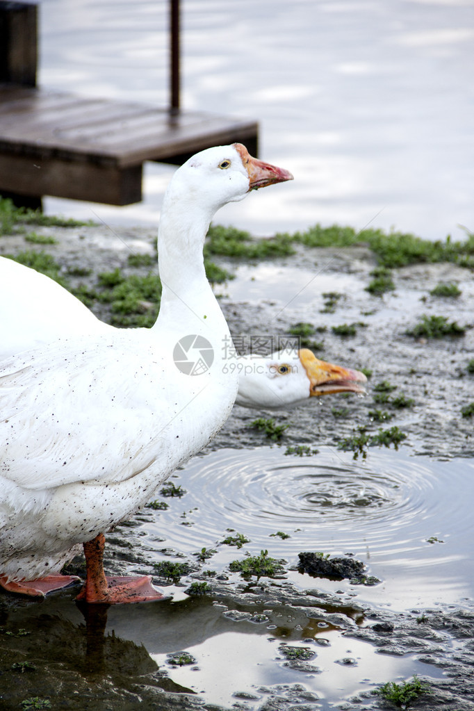 两只白鹅在雨后喝水图片