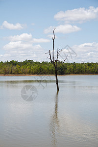 站在湖中的枯树图片