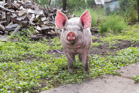小猪在夏天的一天在农场散步图片