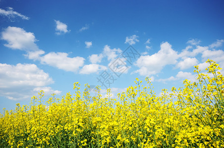 蓝天黄花田夏日风景图片