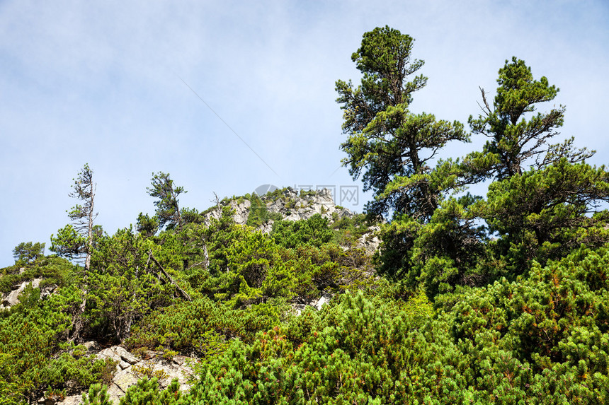 高塔特拉斯山坡上的石头和年轻的松树斯图片