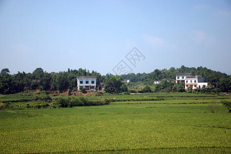 广东省的稻田图片