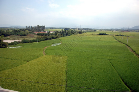 广东省的稻田图片