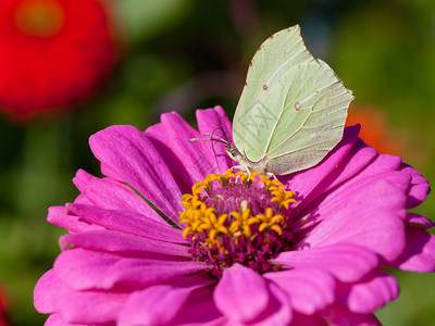 蝴蝶雌成虫硫磺在粉红色的百日草花上喂花蜜图片