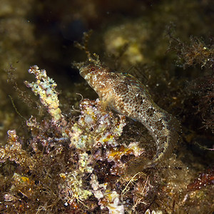 黑海的Sphinxblenny鱼Blenniuss图片