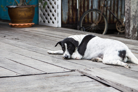 流浪狗躺在人行道上高清图片