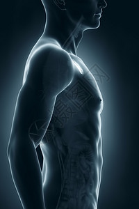 男胸腺解剖侧视图图片