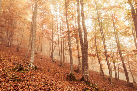 秋天雾蒙的山毛榉景观图片