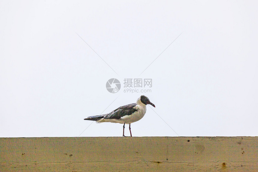 大雨中的海鸥站在码头上图片