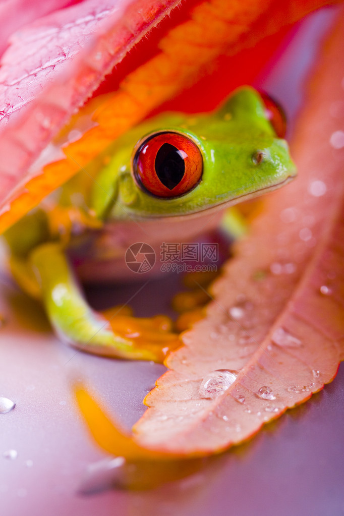 叶子上的红蛙图片