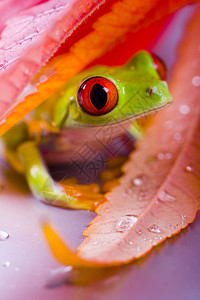 叶子上的红蛙图片