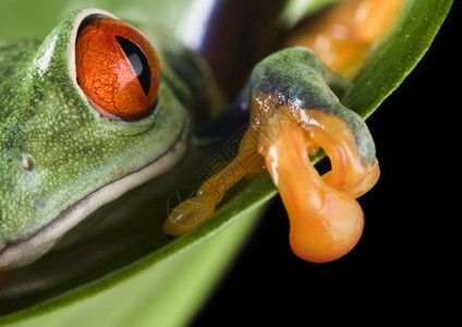 绿叶上的红眼蛙图片