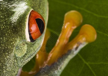 红眼青蛙在一片叶子图片