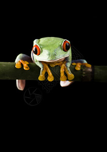 树枝上的青蛙图片