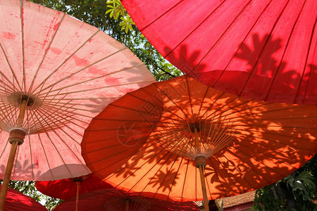 泰国的东方雨伞和树叶阴影图片