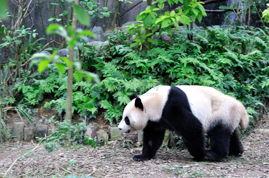 大熊猫走来去图片