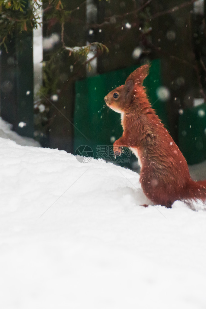 白雪上的红松鼠图片