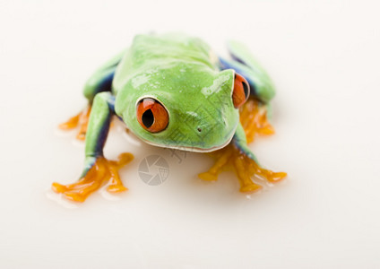红眼青蛙图片