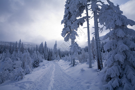 雪山森林图片