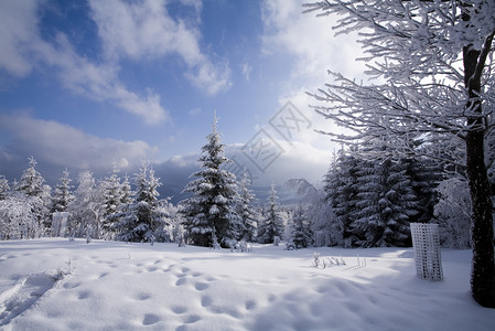 白雪森林图片