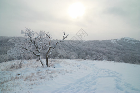 冬季风景寒冷的森林图片