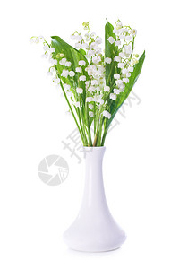 花瓶中山谷的白花百合孤立图片