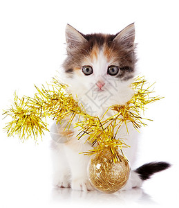 带节日花环和球的小猫多彩姿的小猫在白色背景上的小猫小型图片