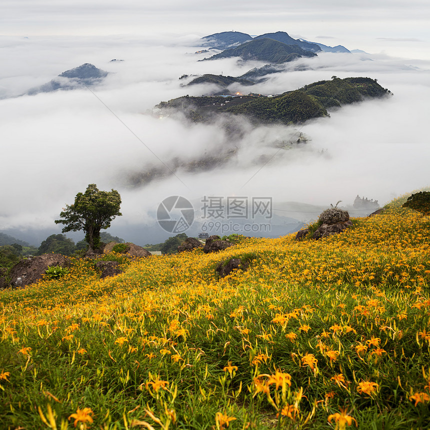 花莲节六十石山的黄花菜图片