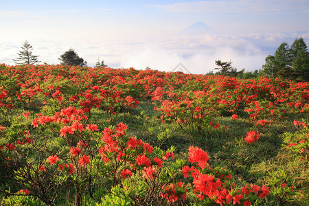 与富士山联手的日式本zalea图片