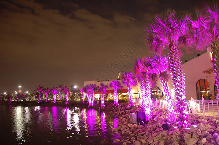 夜晚的海滨长廊紫光下的棕榈树图片