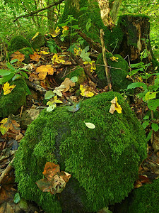 叶林中的玄武岩苔藓巨石图片
