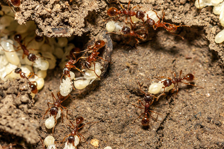 蚂蚁蛋图片