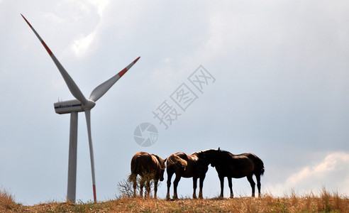 马和风力涡轮机图片