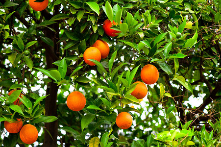 花园里有成熟的橙子和绿色的橙树图片